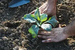 La agricultura ecológica resiliente, clave ante la crisis energética en el sector agrícola