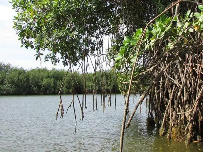 Los Manglares de Tumbes, un refugio natural amenazado por el crimen y la presión ambiental