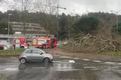 Polémica en Oleiros por la gestión del arbolado tras caída de árbol