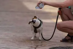 Más de 15 millones de animales de compañía en España, con aumento del 14% en cinco años
