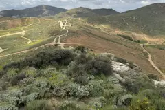 Protegen el roble más antiguo del mundo ante amenaza de desarrollo inmobiliario