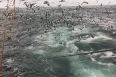 Biólogos alertan sobre la mortalidad de albatros en Perú por anzuelos de pescadores