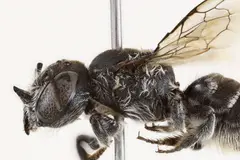 Descubren en Australia una nueva especie de abeja nativa con cuernos