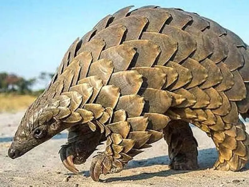 Aumento del consumo de especies amenazadas en Guinea Ecuatorial alarma a expertos del CSIC