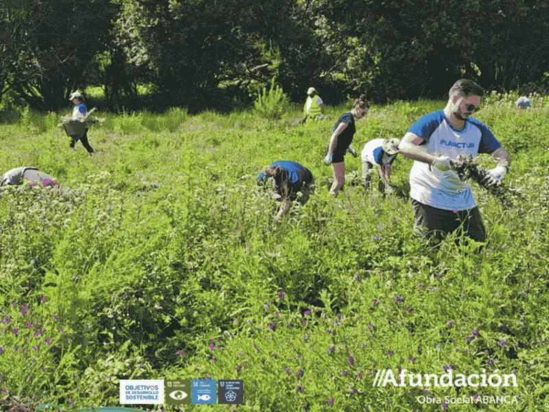 Voluntarios eliminan plantas invasoras y basura marina en la isla de Ons, Galicia
