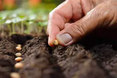 Las semillas ecológicas piden apoyo de la UE para fortalecer la diversidad agrícola